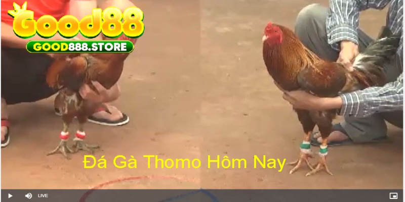 Good88 chuyên cung cấp đá gà trực tiếp Thomo 