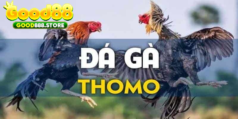 Đá gà trực tiếp Thomo